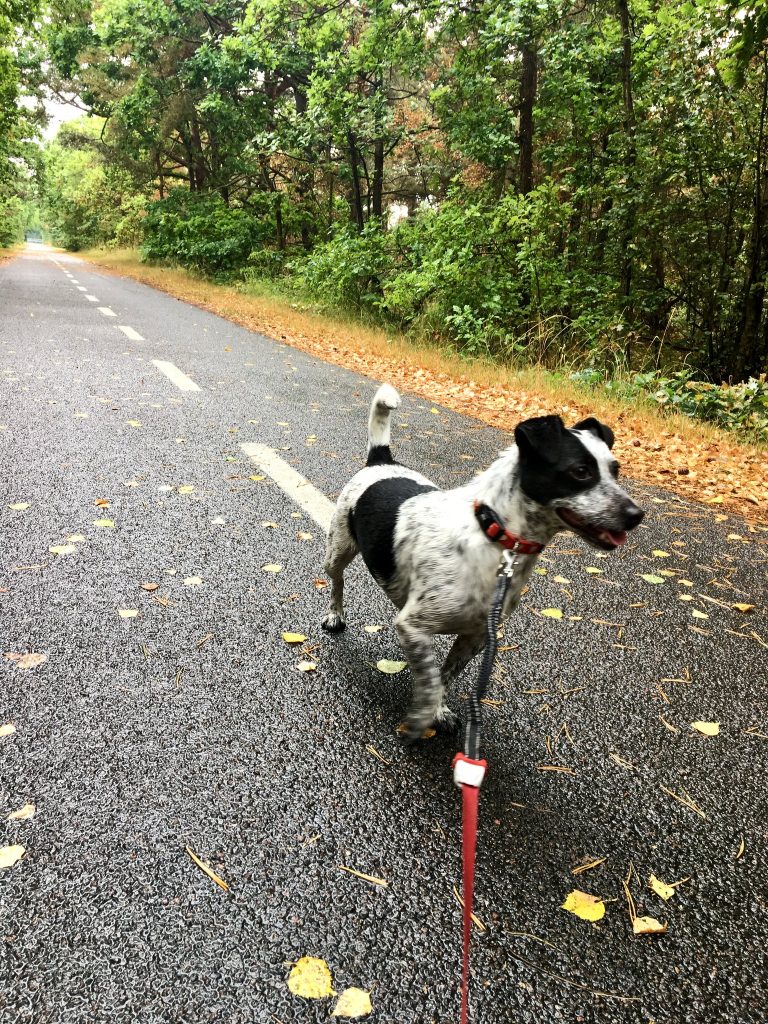 Schwarz-weißer Hund an roter Leine auf einem Radweg im Wald mit gestrichelter Mittellinie, auf dem Asphalt gelbe Blätter