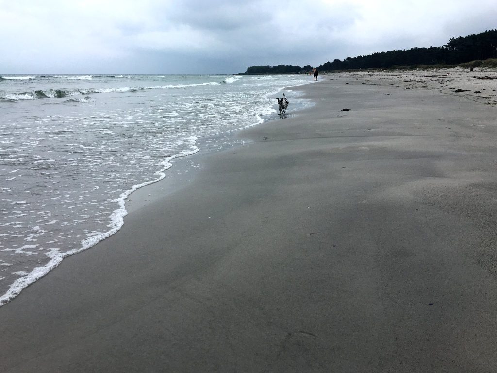 Breiter, leerer Strand mit hellem Sand am Waldrand, am Ufer Wellen, in der Ferne ein kleiner Hund