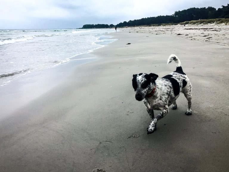 Schwarz-weißer Hund mit erhobenem Schwanz läuft über festen Sand am Strand, im Hintergrund Meer und Wald