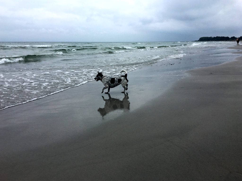 Schwarz-weißer Hund steht auf nassem Sand an der Wasserlinie und spiegelt sich im Wasser, im Hintergrund ein bewaldetes Ufer