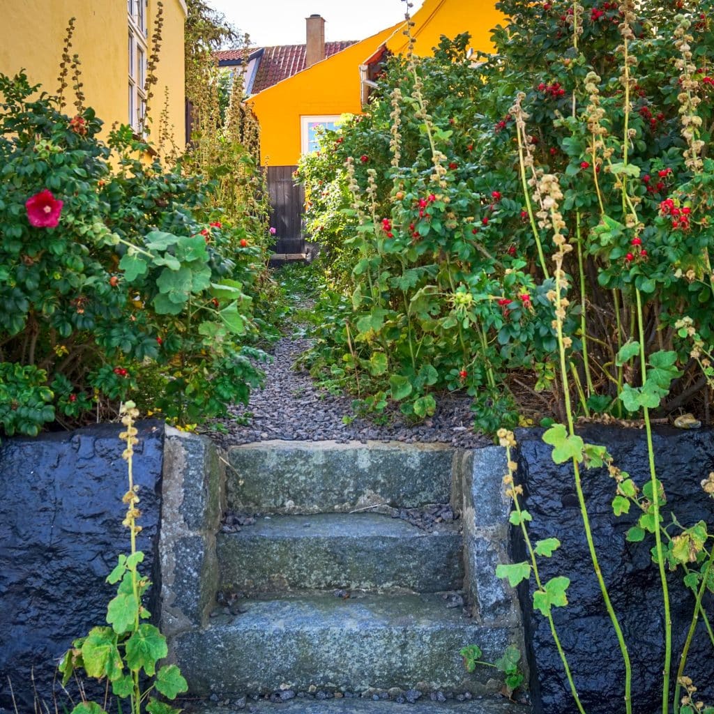 Steinstufen zwischen Stockrosen und Wildrosenbüschen in Gudhjem, im Hintergrund ein gelbes Haus