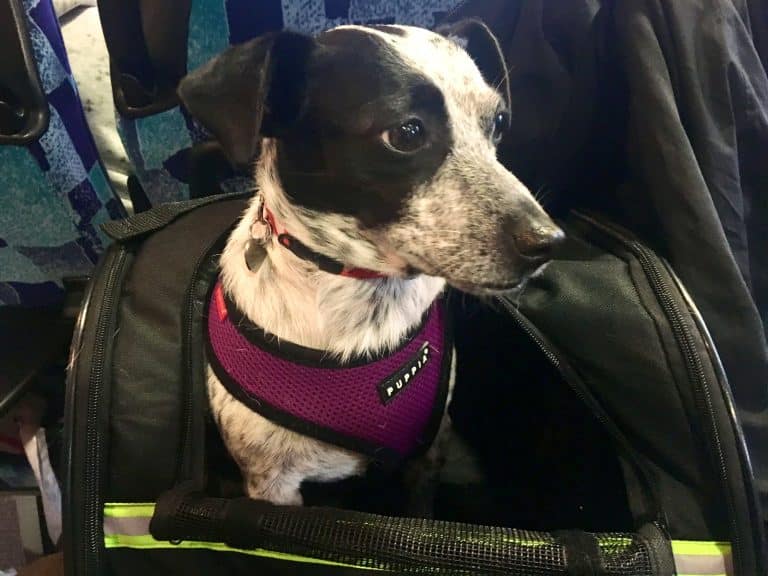 Hund in einer Transporttasche an Bord des Katamarans nach Nexø