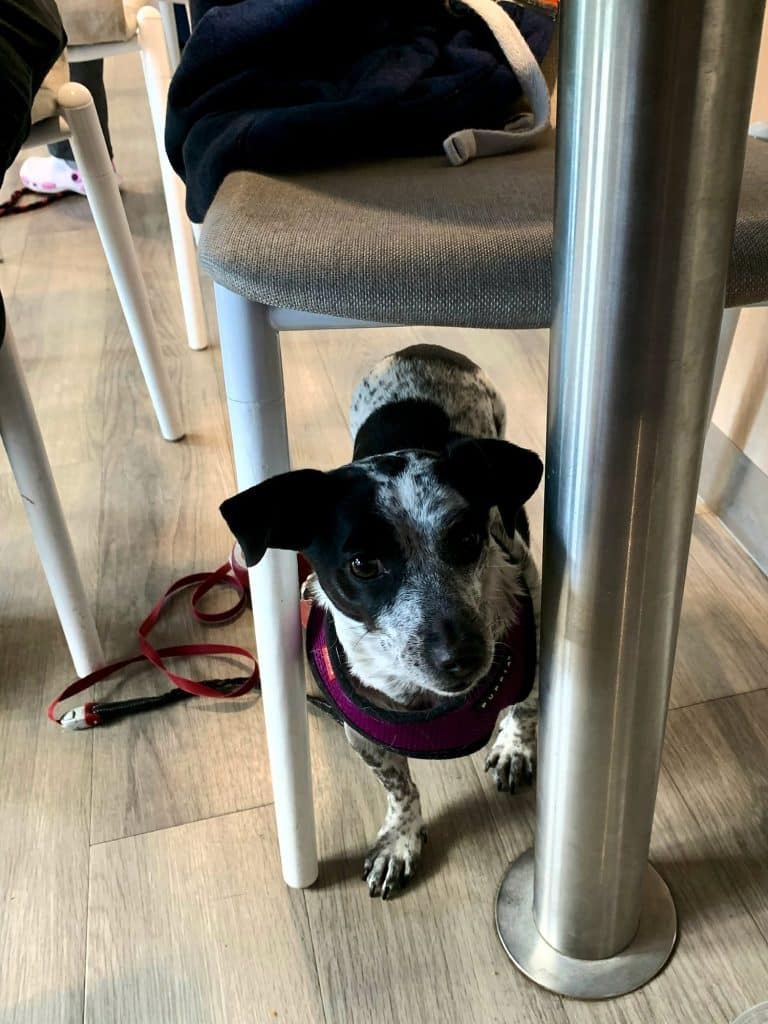 Hund an der Leine unter einem Tisch im Salon der Fähre von Sassnitz nach Rønne