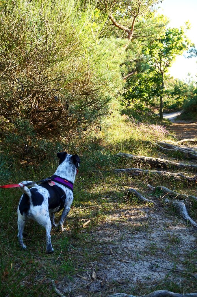 Schwarz-weißer Hund an der Leine auf einem Waldpfad mit freiliegenden Wurzeln, zwischen Sträuchern und Kiefern