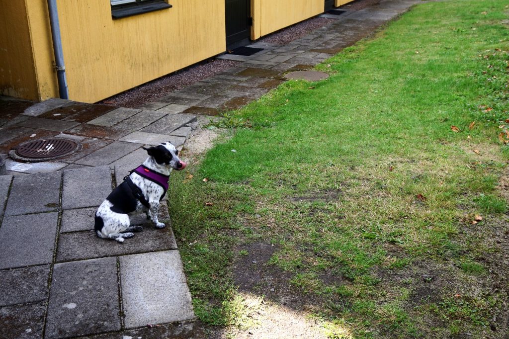 Schwarz-weißer Hund sitzt auf Gehwegplatten an einem gelben Holzgebäude, daneben Rasen