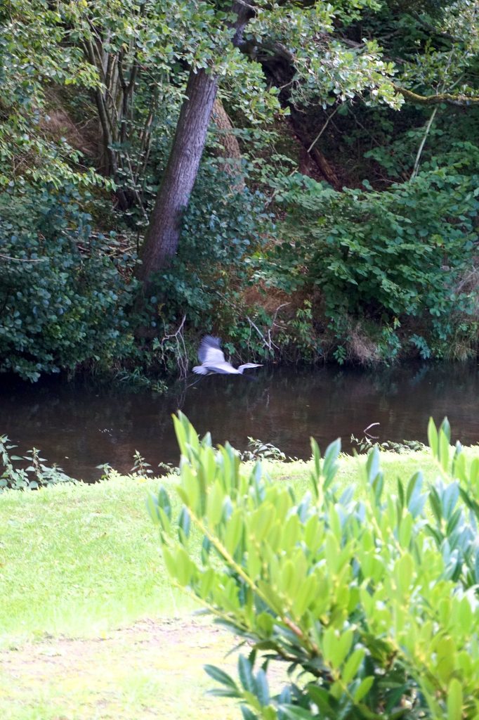 Ein Reiher fliegt über einen dunklen Bach zwischen Rasen und bewaldetem Ufer