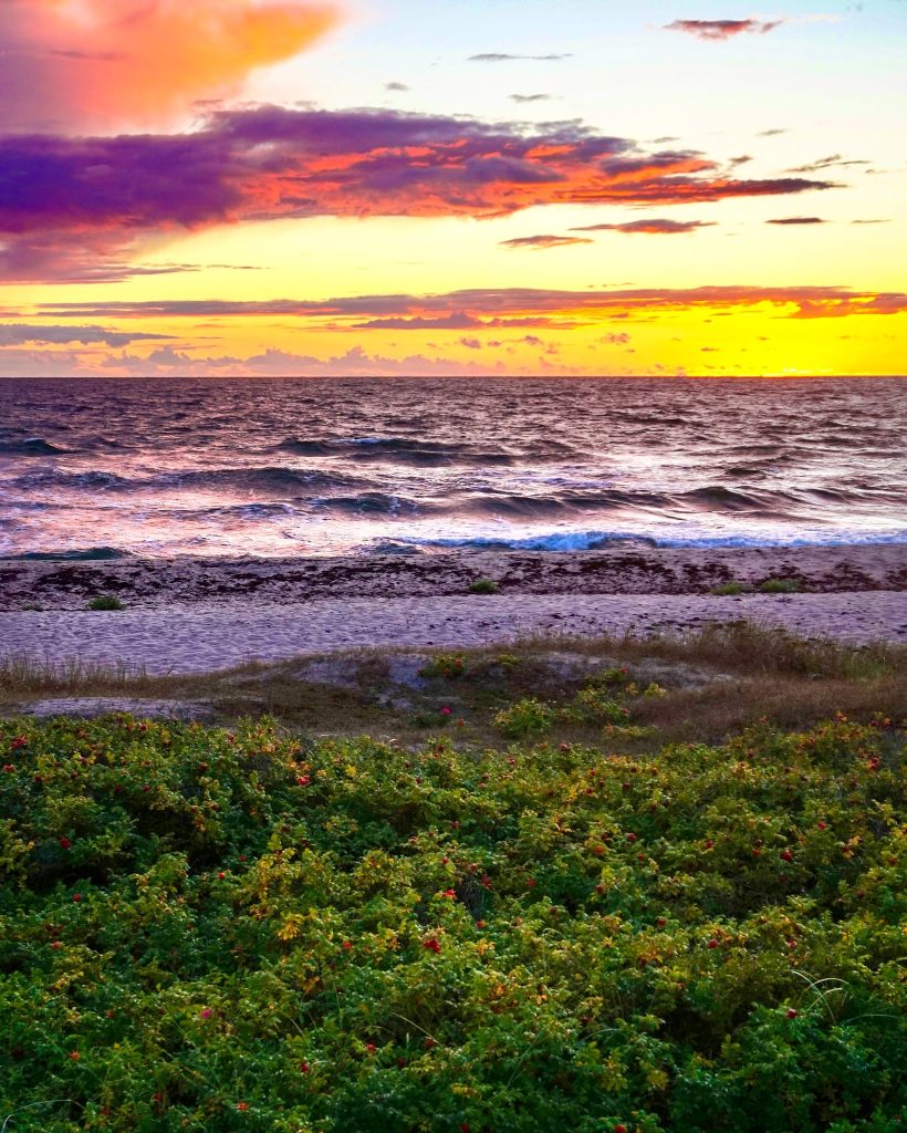 Sonnenuntergang über der Ostsee, violette und orange Wolken, im Vordergrund Sträucher auf der Düne