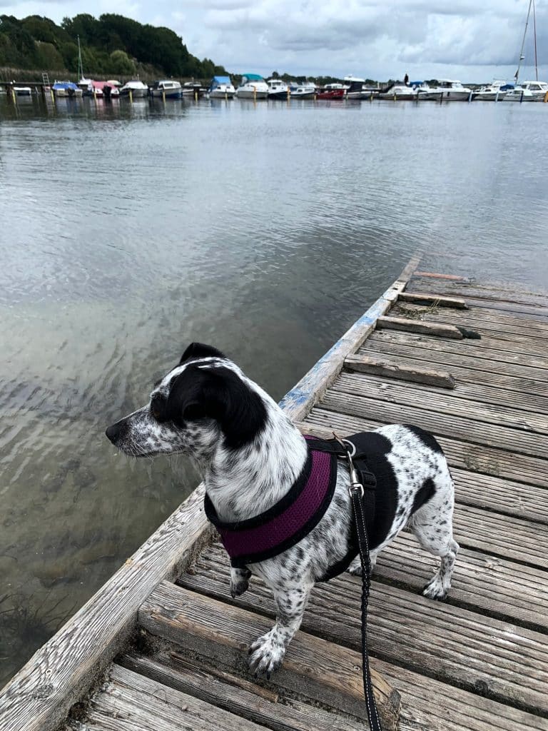Hund auf einem Holzsteg am Wasser in Stralsund