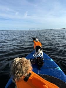 Zwei Hunde in orangefarbenen Schwimmwesten auf einem SUP-Board